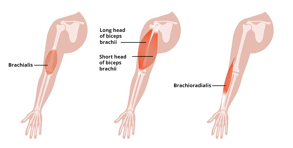 bicep-anatomie-bicep-brachii-brachialis-brachiodiali-klein.jpg